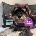 Perros de alerta médica, mejorando la calidad de vida de las personas.