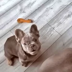 Cinco tendencias dañinas para perros y cómo detectarlas en anuncios de cachorros en redes sociales Cinco tendencias dañinas para perros y cómo detectarlas en anuncios de cachorros en redes sociales.