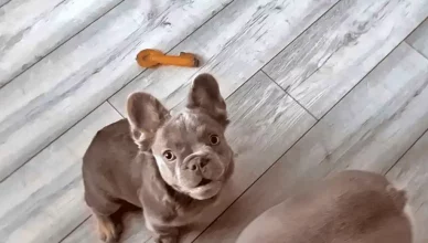 Cinco tendencias dañinas para perros y cómo detectarlas en anuncios de cachorros en redes sociales.