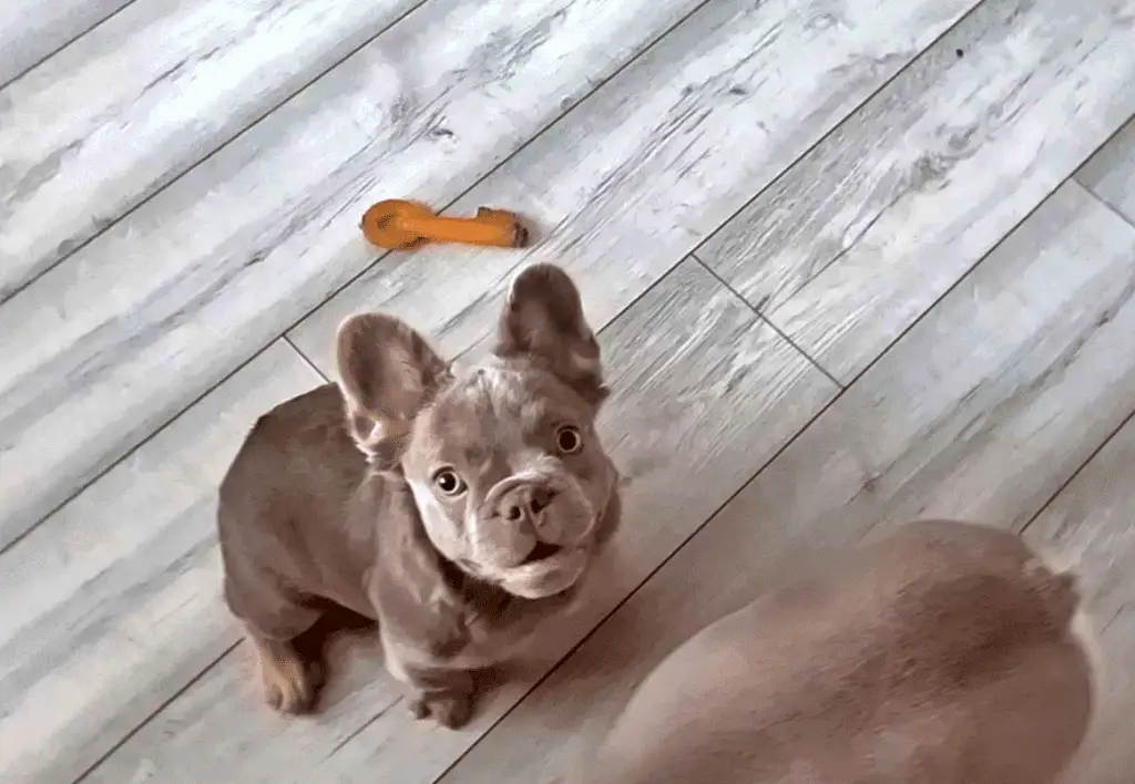 Cinco tendencias dañinas para perros y cómo detectarlas en anuncios de cachorros en redes sociales.