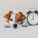 Cambio de hora ¿afecta a los perros? Cambio de hora ¿afecta a los perros?