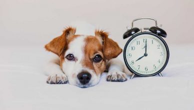 Cambio de hora ¿afecta a los perros?