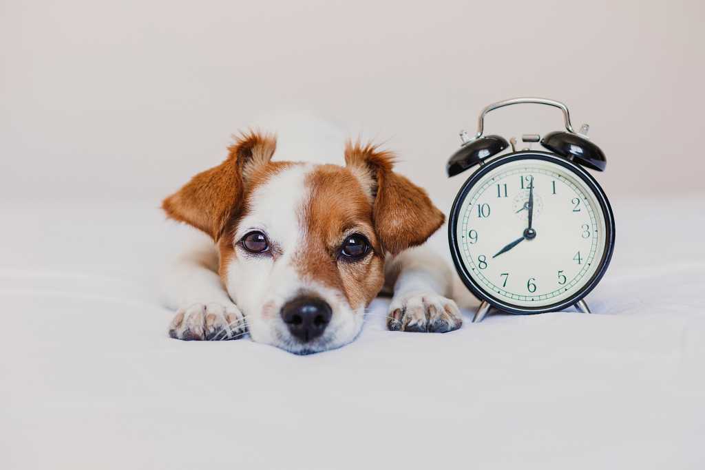 Cambio de hora ¿afecta a los perros?