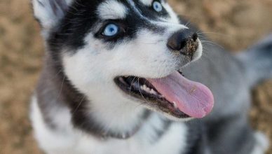 Los mejores artículos de doogweb en octubre 2025.