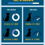¿De verdad viven más los perros "sin raza"?