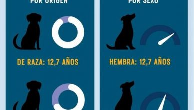 ¿De verdad viven más los perros "sin raza"?