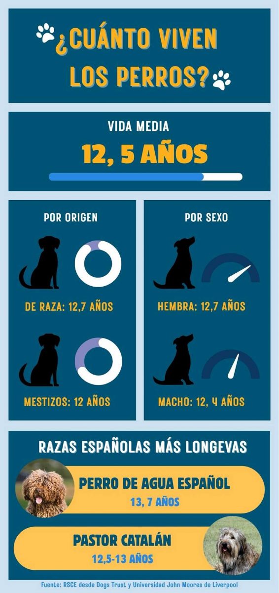 ¿De verdad viven más los perros "sin raza"?