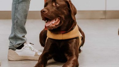 Los perros de asistencia en España: Un camino en expansión y con desigualdades regionales.