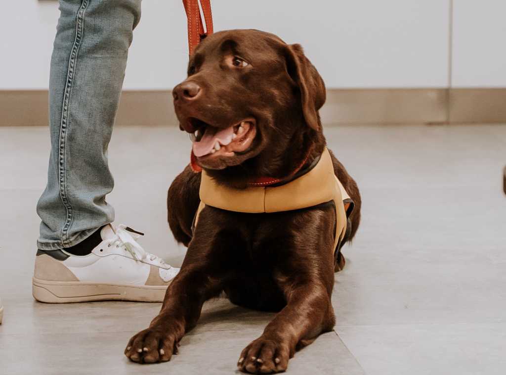 Los perros de asistencia en España: Un camino en expansión y con desigualdades regionales.