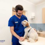 Alergias otoñales en perros y gatos Alergias otoñales en perros y gatos.