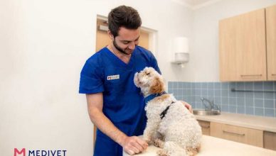 Alergias otoñales en perros y gatos.