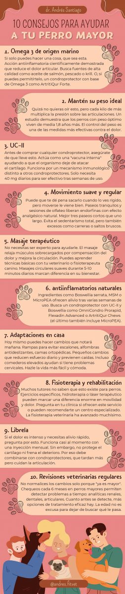 Cómo mejorar la vida de un perro mayor con dolor crónico.