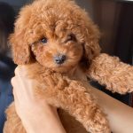 Caniche Toy del Nilo en opiniones y reseñas.