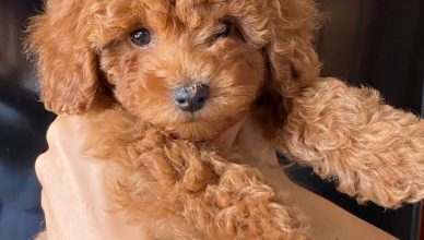 Caniche Toy del Nilo en opiniones y reseñas.