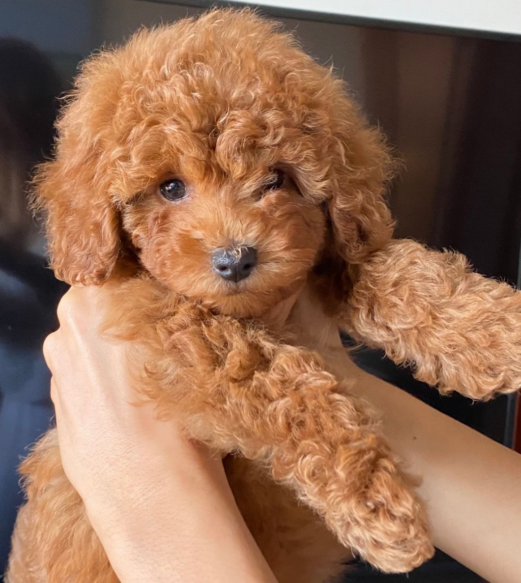 Caniche Toy del Nilo en opiniones y reseñas.