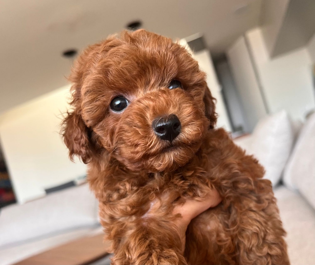 Caniche Toy del Nilo en opiniones y reseñas.