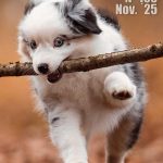 Los mejores artículos de doogweb en noviembre 2025.