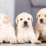 Regulación de núcleos zoológicos.