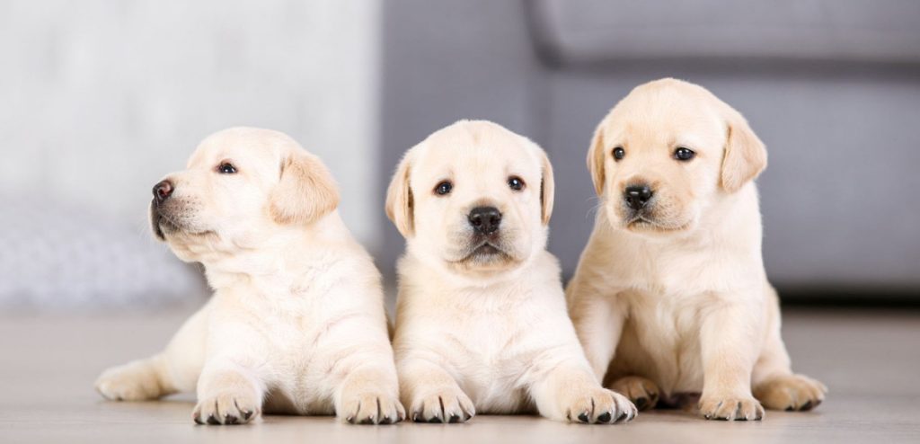 Regulación de núcleos zoológicos.