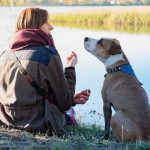 Cómo mejorar la vida de un perro mayor con dolor crónico Cómo mejorar la vida de un perro mayor con dolor crónico.