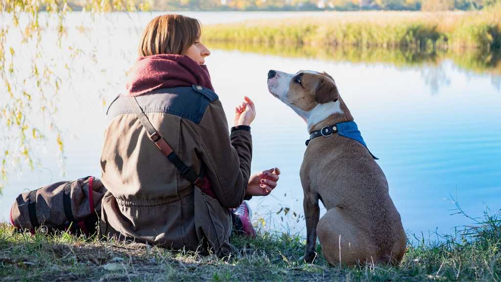 Cómo mejorar la vida de un perro mayor con dolor crónico.