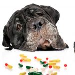 Protege a tu perro o gato: las trampas en casa que no deberías ignorar Protege a tu perro o gato: las trampas en casa que no deberías ignorar.