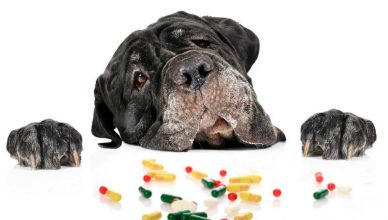 Protege a tu perro o gato: las trampas en casa que no deberías ignorar.