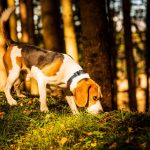 Tiempo de setas: un peligro real para los perros.