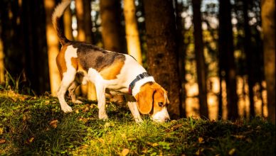 Tiempo de setas: un peligro real para los perros.