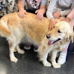 La Fundación Royal Canin colabora con distintos proyectos en 19 países del mundo en los que los gatos y los perros son los auténticos héroes. Uno de los proyectos apoyados en España es el de Yaracan.