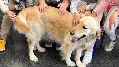 La Fundación Royal Canin colabora con distintos proyectos en 19 países del mundo en los que los gatos y los perros son los auténticos héroes. Uno de los proyectos apoyados en España es el de Yaracan.