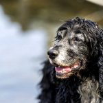 Adopción de perros sénior, una apuesta solidaria con múltiples beneficios Adopción de perros sénior, una apuesta solidaria con múltiples beneficios.