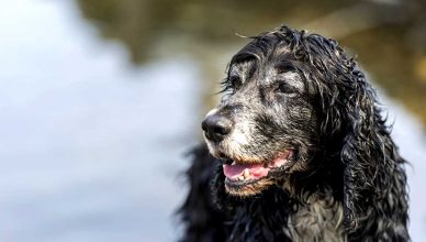 Adopción de perros sénior, una apuesta solidaria con múltiples beneficios.