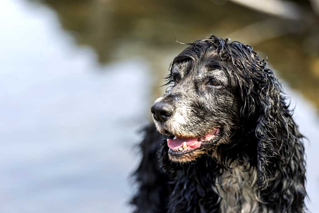 Adopción de perros sénior, una apuesta solidaria con múltiples beneficios.