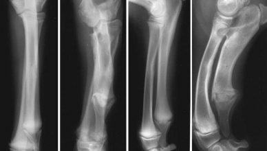 Condrodisplasia en dálmatas, últimos hallazgos.