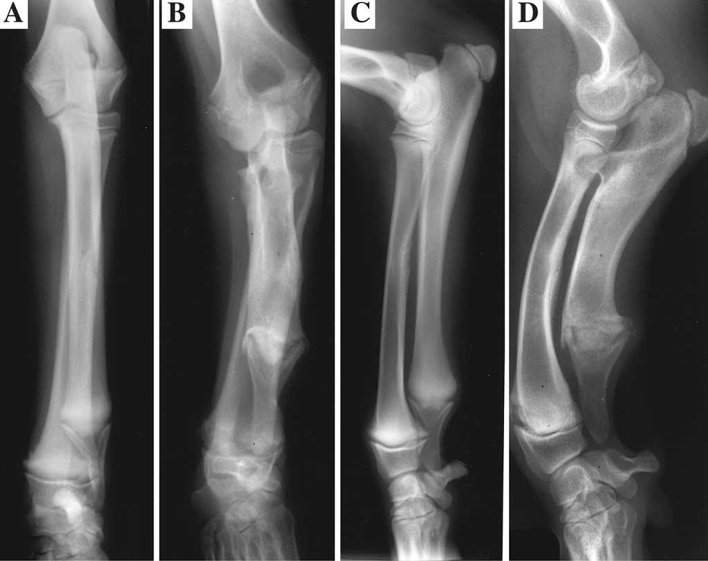 Condrodisplasia en dálmatas, últimos hallazgos.