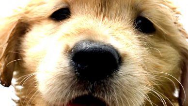 Los mejores artículos de doogweb en diciembre 2025.