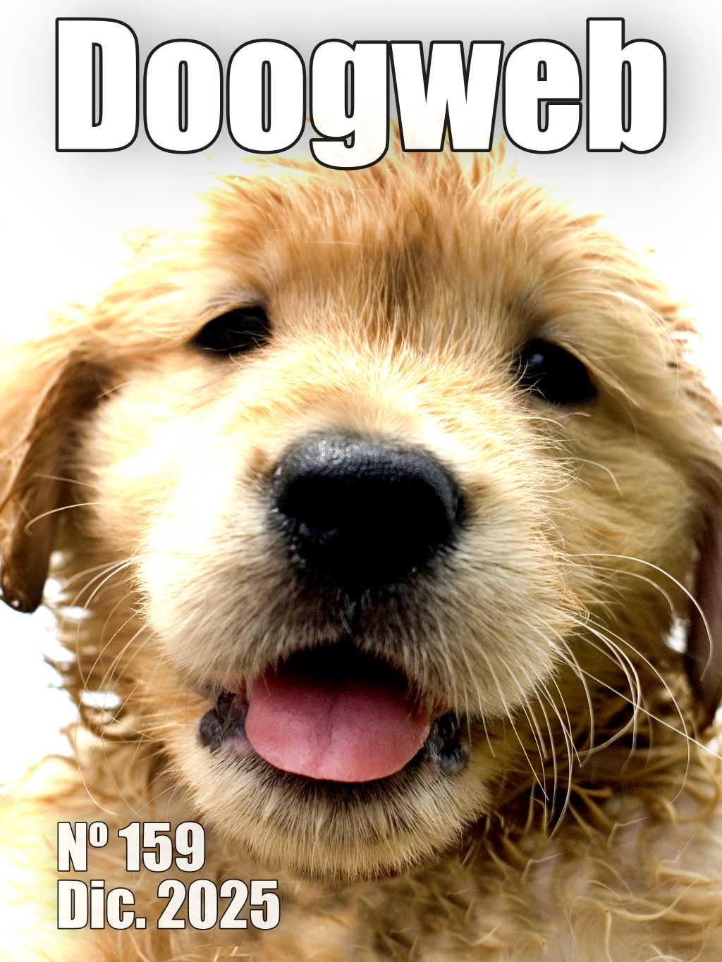 Los mejores artículos de doogweb en diciembre 2025.