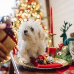 Obesidad en perros... Y "chuches" en Navidad.