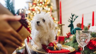 Obesidad en perros... Y "chuches" en Navidad.