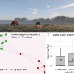 Comportamiento de los perros de guarda de ganado ante otros animales y hacia las personas.