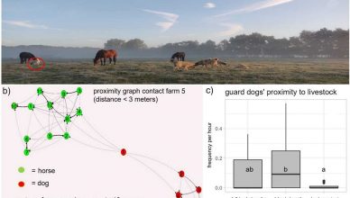 Comportamiento de los perros de guarda de ganado ante otros animales y hacia las personas.