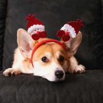 Fuegos artificiales y perros, el gran problema de la acustofobia.