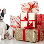 Incluye esta navidad a tu perro mayor en el amigo invisible Incluye esta navidad a tu perro mayor en el amigo invisible.