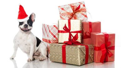 Incluye esta navidad a tu perro mayor en el amigo invisible.