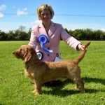 El AKC incorpora tres nuevas razas a su registro oficial.