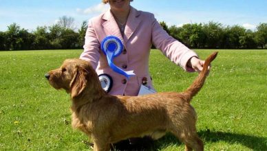 El AKC incorpora tres nuevas razas a su registro oficial.