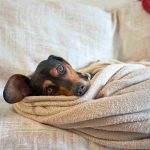 Cuidados para los perros en los meses de más frío.