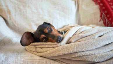 Cuidados para los perros en los meses de más frío.