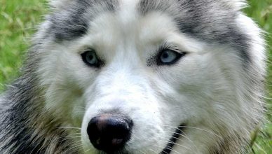 Los mejores artículos de doogweb en enero 2026